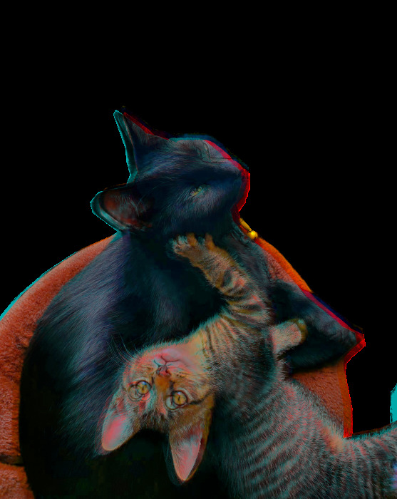 A photo of two cats, one larger and black one smaller tabby, cuddling in a cat bed. It has been edited to resemble a stereoscopic image, with a transparent copy of itself superimposed in red and blue on the left and right of the image.